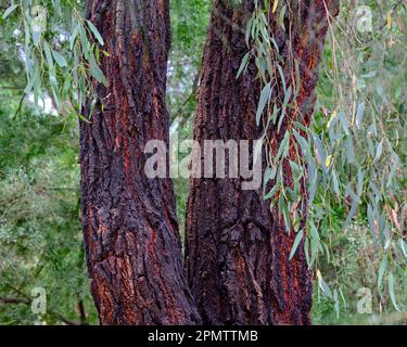 Corteccia rossa di Ironbark Foto Stock