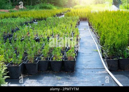 Vivaio di piante di conifere in pentole con una radice chiusa per piantare sul vostro terreno del giardino. Foto Stock