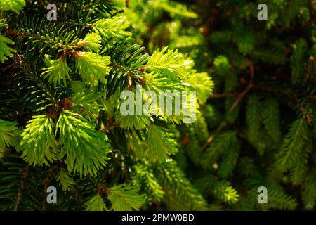 Germogli giovani con aghi freschi di colore verde brillante sui rami di abete rosso Foto Stock