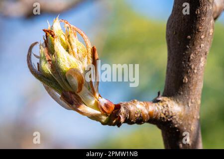 Un fiore gemma di un albero di pera (Pyrus) sta per schiudere. Foto Stock