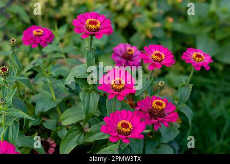 Fiori rosa di zinnia elegans, zinnia comune o zinnia elegante nel giardino estivo. Messa a fuoco selettiva. Foto Stock