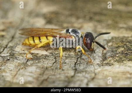 Primo piano dettagliato naturale su un colorato lupo europeo a strisce gialle, Philanthus triangulum su un pezzo di legno Foto Stock