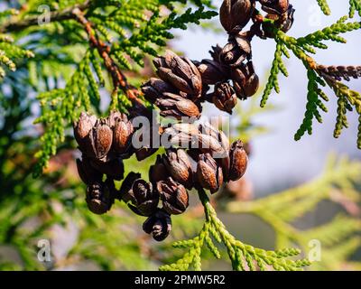 Molti piccoli coni di thuja marrone su un ramo in primo piano Foto Stock