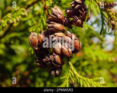 Molti piccoli coni di thuja marrone su un ramo, texture particolare Foto Stock