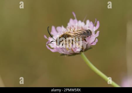 Primo piano naturale su un'ape gigante maschile del solco, Halictus scabiosa su un fiore rosa scabious, Scabiosa columbaria Foto Stock