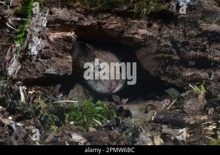 La vole della banca adulta cletrionomys glareplus Foto Stock