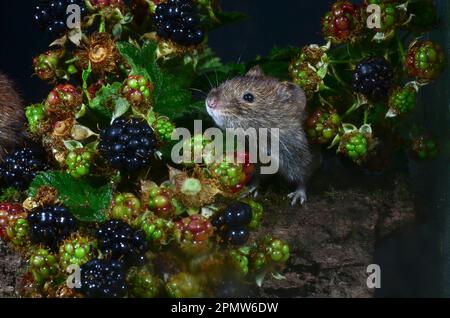 La vole della banca adulta cletrionomys glareplus Foto Stock