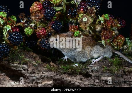 La vole della banca adulta cletrionomys glareplus Foto Stock