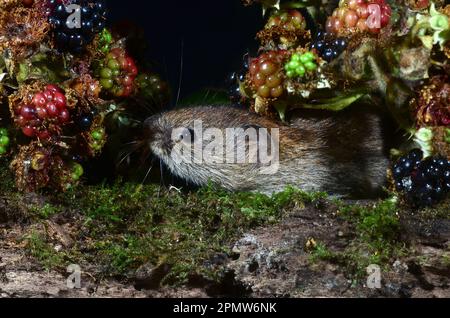 La vole della banca adulta cletrionomys glareplus Foto Stock