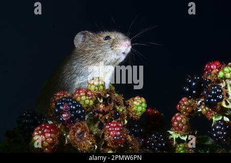 La vole della banca adulta cletrionomys glareplus Foto Stock