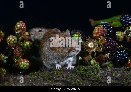 La vole della banca adulta cletrionomys glareplus Foto Stock