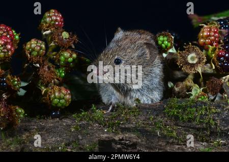 La vole della banca adulta cletrionomys glareplus Foto Stock