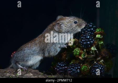 La vole della banca adulta cletrionomys glareplus Foto Stock