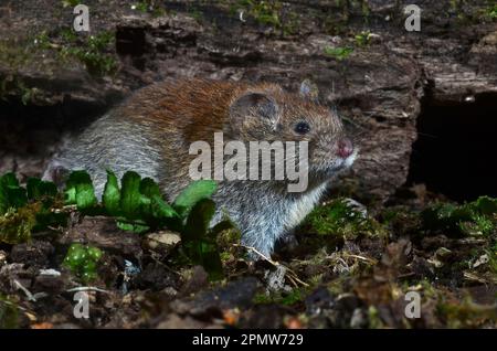 La vole della banca adulta cletrionomys glareplus Foto Stock