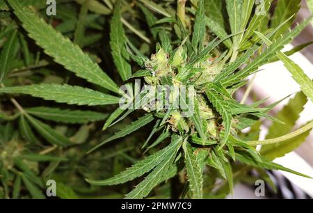 Una pianta di cannabis nel processo di crescita. Foto Stock