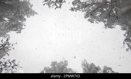 Caduta di neve dall'alto. Nevicate. La neve cade in fiocchi verticalmente dall'alto contro il cielo, cime innevate sugli alberi durante il giorno d'inverno. Molta neve cade dall'alto. Sfondo stagionale invernale. Sfondo innevato Foto Stock