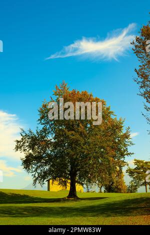 Albero e Casa sul campo con Vista montagna in autunno in Lombardia. Foto Stock