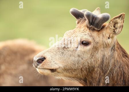 Ritratto di un cervo rosso con corna di velluto in primavera, Regno Unito. Foto Stock