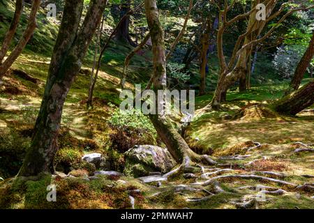 Il 2023 aprile, Kyoto Giappone, il quartiere dei templi di Ginkaku-Ji e i suoi giardini in un giorno di sole primaverile, include un giardino di sabbia asciutta e terreni coperti di muschio, Giappone Foto Stock