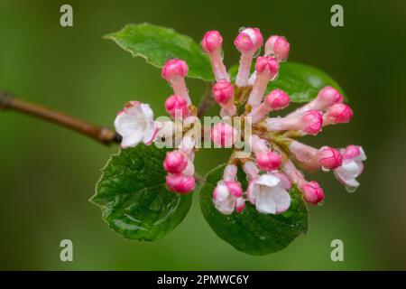 Bitchiu Viburnum, Viburnum Bitchiuense, Fiore, germogliante, Rosa, Fiore, primo piano Foto Stock