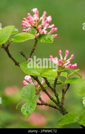 Judd Viburnum, Bitchiu Viburnum, Viburnum bitchiuense, Viburnum carlesii, Viburnum x juddii, Arbusto, Bloom su Branch Foto Stock