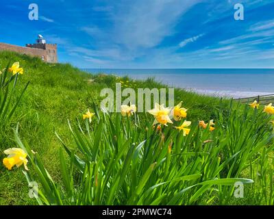 Narcisi sulla spiaggia di Jacob's ladder a Sidmouth Foto Stock
