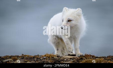 Volpe artica (vulpes lagopus) con solchi bianchi in primavera, Longyearbyen, Svalbard, Norvegia Foto Stock