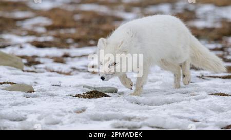 Volpe artica (vulpes lagopus) con solchi bianchi in primavera, Longyearbyen, Svalbard, Norvegia Foto Stock