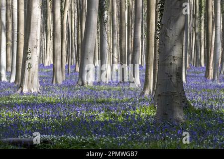 Halle, Belgio. 15th Apr, 2023. L'immagine mostra gli Hallerbos di Halle, rinomati per le sue bluebells, sabato 15 aprile 2023. FOTO DI BELGA NICOLAS MAETERLINCK Credit: Belga News Agency/Alamy Live News Foto Stock