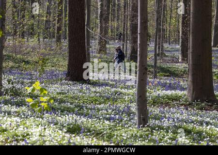 Halle, Belgio. 15th Apr, 2023. L'immagine mostra gli Hallerbos di Halle, rinomati per le sue bluebells, sabato 15 aprile 2023. FOTO DI BELGA NICOLAS MAETERLINCK Credit: Belga News Agency/Alamy Live News Foto Stock