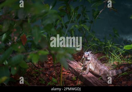 Iguana verde prendere il sole su un persico di legno nella giungla Foto Stock