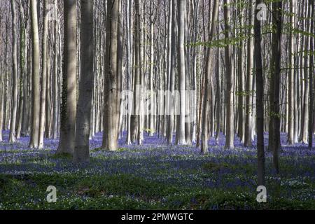 Halle, Belgio. 15th Apr, 2023. L'immagine mostra gli Hallerbos di Halle, rinomati per le sue bluebells, sabato 15 aprile 2023. FOTO DI BELGA NICOLAS MAETERLINCK Credit: Belga News Agency/Alamy Live News Foto Stock