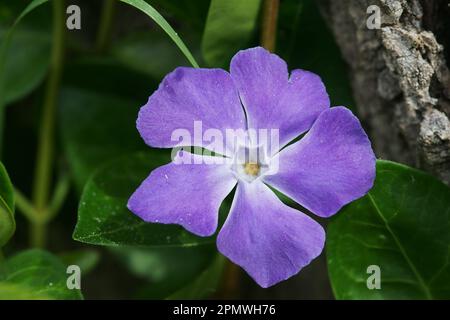 Wilde Greater Periwinkle - Vinca Major - fioritura in Toscana, Italia Foto Stock