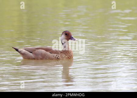 Femmina brasiliana Teal (Amazonetta brasiliensis) nuoto in uno stagno Foto Stock