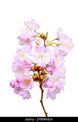 Macro isolate di rosa fiori di ciliegio Foto Stock