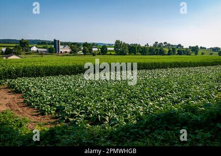 Una vista delle terre con campi di mais e Alfalfa, fienili e silos in un giorno estivo soleggiato Foto Stock