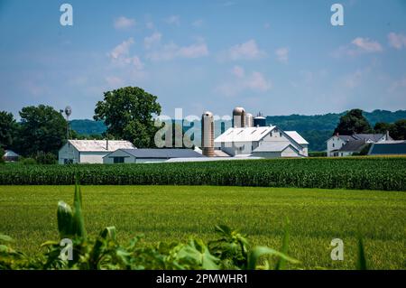 Vista delle terre con campi di mais e Alfalfa, fienili e silos in un giorno estivo soleggiato Foto Stock