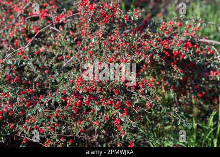 Arbusto di Cotoneaster horizontalis con frutta rossa primo piano selezione fuoco Foto Stock