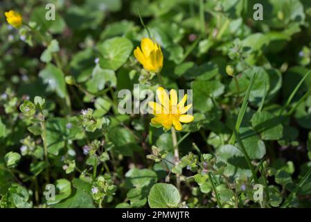 Ficaria verna, minore celandina primavera giallo fiori primo piano selettivo fuoco Foto Stock