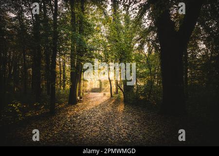 Un sentiero panoramico attraverso una foresta lussureggiante, illuminato dai raggi dorati del sole che splende attraverso gli alberi Foto Stock