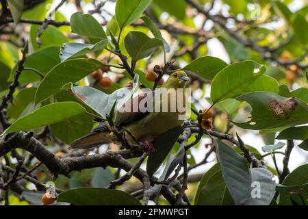 Piccione verde a coda di cuneo o piccione verde Kokla (Treron sphenurus) osservato a Rongtong nel Bengala Occidentale, India Foto Stock