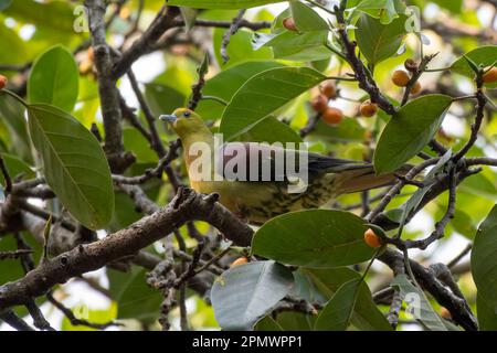 Piccione verde a coda di cuneo o piccione verde Kokla (Treron sphenurus) osservato a Rongtong nel Bengala Occidentale, India Foto Stock