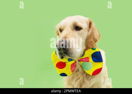 Ritratto Golden retriever cucciolo cane celebrando il carnevale, Halloween indossando una cravatta fiocco clown. Isolato su sfondo verde Foto Stock