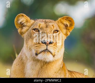 Lions sulla ferrovia Foto Stock