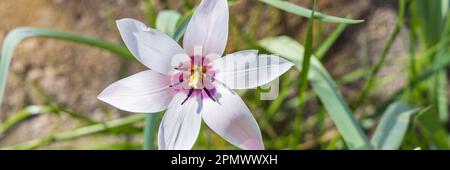 Beautifull bianco piccolo bianco pioggia giglio fiore Habranthus robusta in piena fioritura Foto Stock