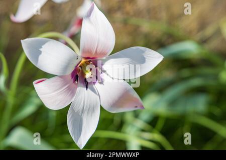 Beautifull bianco piccolo bianco pioggia giglio fiore Habranthus robusta in piena fioritura Foto Stock