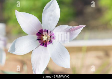 Beautifull bianco piccolo bianco pioggia giglio fiore Habranthus robusta in piena fioritura Foto Stock