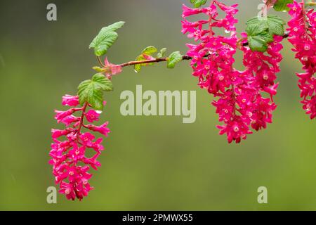 Ribes Red Flower Ribes sanguineum Foto Stock