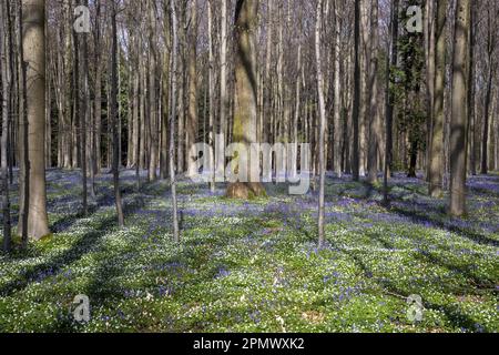 Halle, Belgio. 15th Apr, 2023. L'immagine mostra gli Hallerbos di Halle, rinomati per le sue bluebells, sabato 15 aprile 2023. FOTO DI BELGA NICOLAS MAETERLINCK Credit: Belga News Agency/Alamy Live News Foto Stock