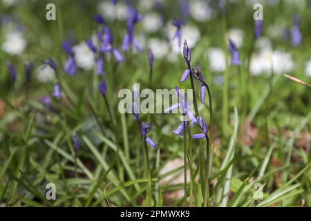 Halle, Belgio. 15th Apr, 2023. L'immagine mostra gli Hallerbos di Halle, rinomati per le sue bluebells, sabato 15 aprile 2023. FOTO DI BELGA NICOLAS MAETERLINCK Credit: Belga News Agency/Alamy Live News Foto Stock